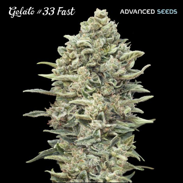 Gelato-33-Fast-1-u-fem-Advanced-Seeds.jpg
