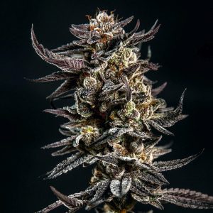  Elev8 Seeds feminisierter Gelatom