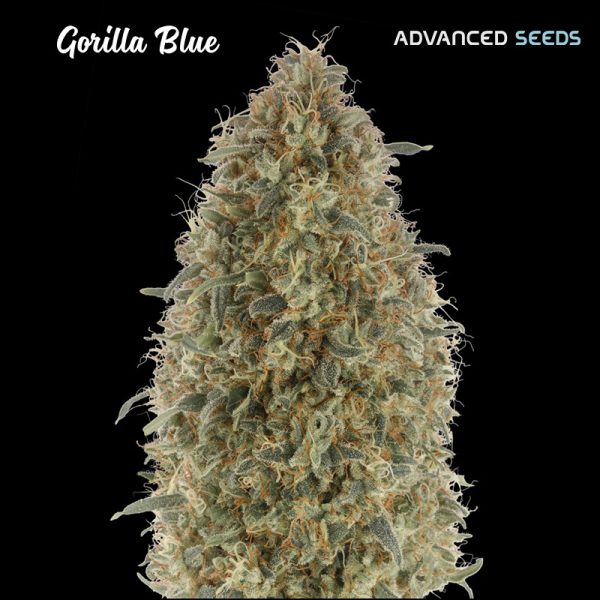 Gorilla-Blue-1-u-fem-Advanced-Seeds.jpg
