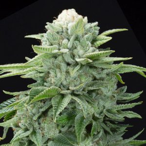 GORILLA GUE #4 S1 Feminized Elev8 Seeds