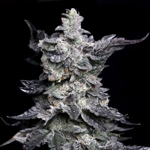 Granny&#39;s Apple Fritter Feminized Elev8 Seeds