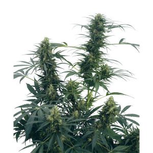 Guerrillas regulärer Sensi Seeds