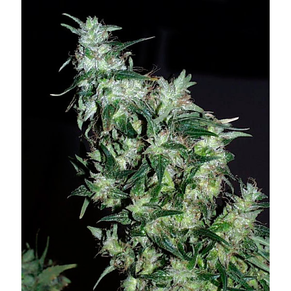 Haze-Special-5-u-reg-KC-Brains.jpg Haze-Special-5-u-reg-KC-Brains.jpg