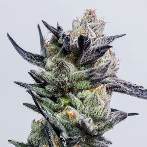 Huckleberry Feminized Punch Elev8 Seeds