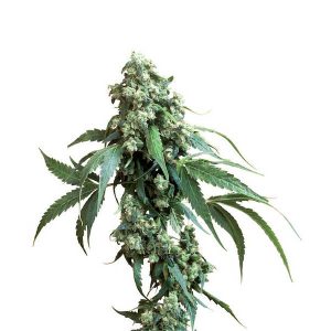 Jack Flash reguläre Sensi Seeds
