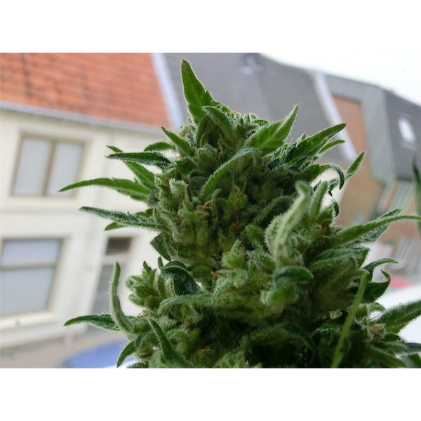 KC-33-5-u-reg-KC-Brains.jpg KC-33-5-u-reg-KC-Brains.jpg