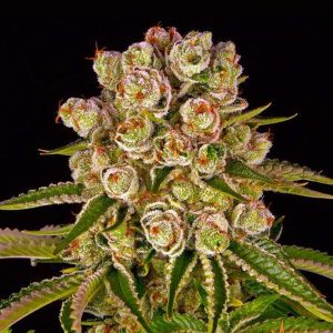 Kush Mintz feminizada Barney's