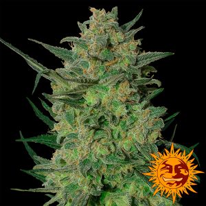 LSD feminisierte Barneys