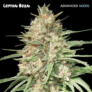 Lemon Bean fem. Advanced Seeds