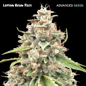 Lemon Bean Fast fem. Advanced Seeds