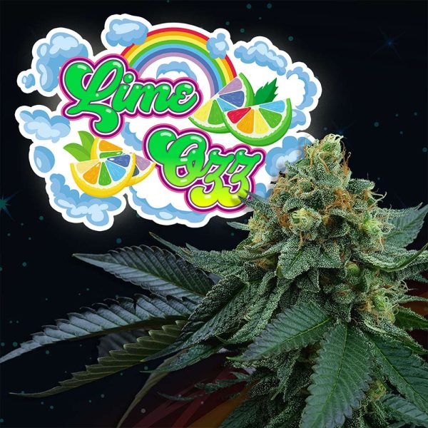 Lime-ozz-6-u-fem-perft-tree.jpg