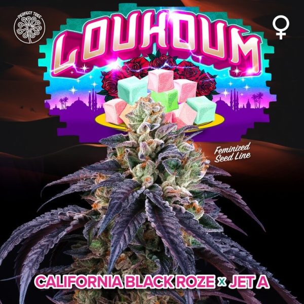 Loukoum-6-U-FEM-PERFT-TREE.JPG