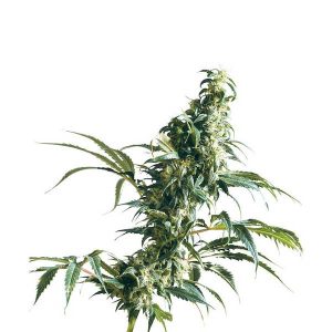 Mexikanische Sativa reguläre Sensi Seeds