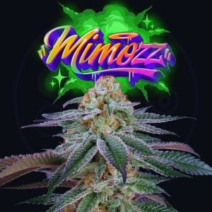 Mimoz 6 u. Perfect Tree FEM
