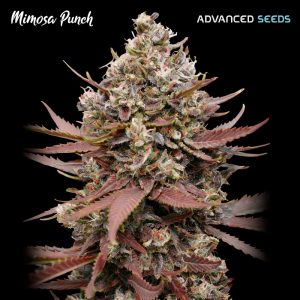 Mimosa Punch fem. Advanced Seeds