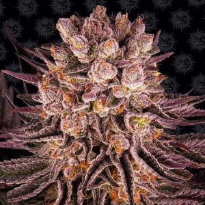Mimosa x Orange Punch feminisierte Barney&#39;s