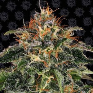 Moby Dick Feminized Barney&#39;s