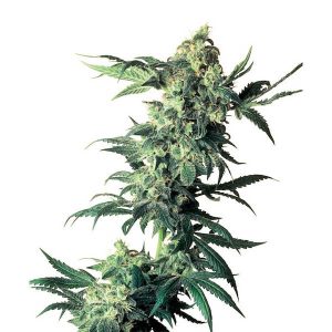 Northern Lights Regular Sensi Seeds