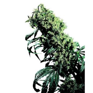 Northern Lights #5 x Haze Sensi Seeds réguliers