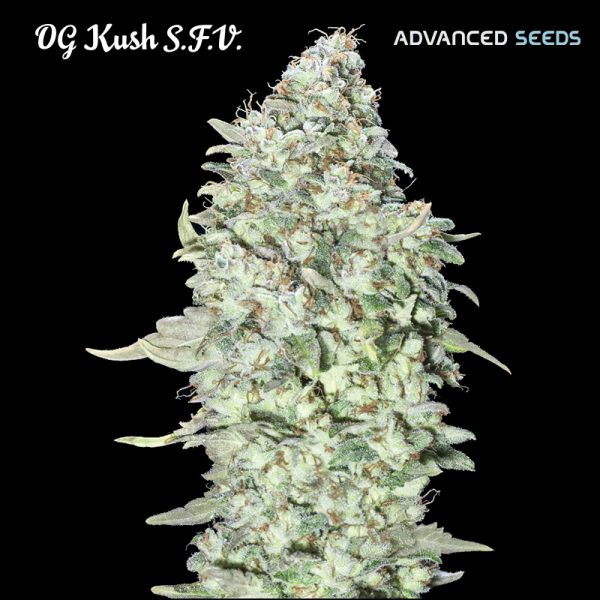 OG-Kush-SFV-1-u-fem-Advanced-Seeds.jpg