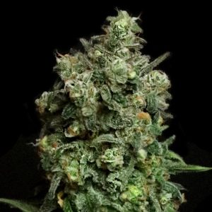Oregon Apple Trail Feminized Elev8 Seeds