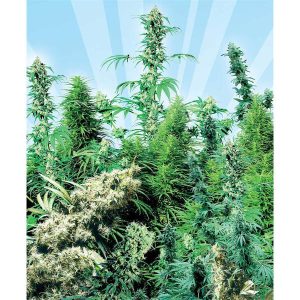Outdoor Mix 2 reguläre Sensi Seeds
