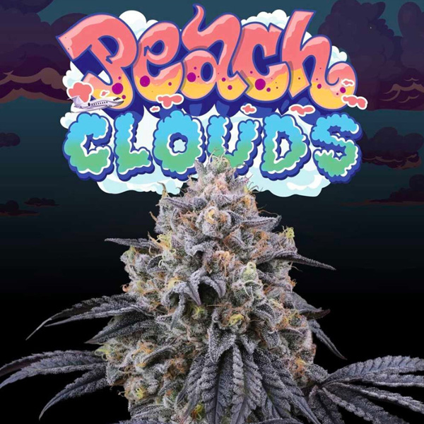 Peach-Clouds-6-u-fem-Perfect-Tree.jpg Peach-Clouds-6-u-fem-Perfect-Tree.jpg