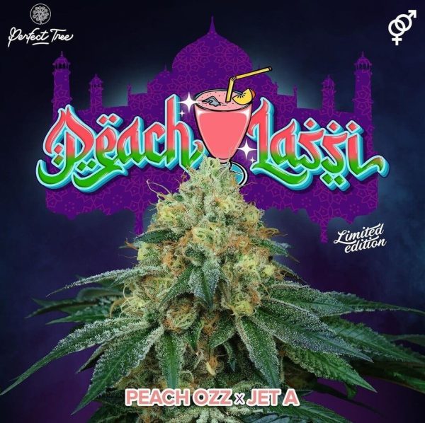PEACH-LASSI-6-U-FEM-PERFT-TREE.JPG