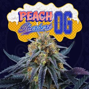 Pfirsich Sherbet OG 6 U. Fem Perfect Tree
