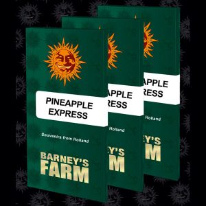Ananas Express feminisierte Barney&#39;s feminisierte Barney&#39;s