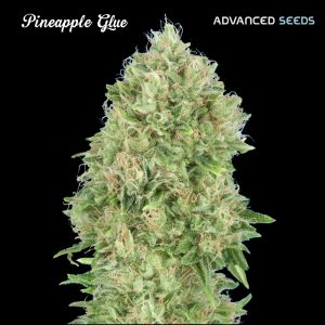 Pineapple Glue fem. Advanced Seeds