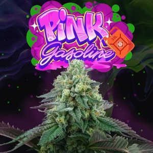 Rosa Benzin 6 u. Fem Perfect Tree