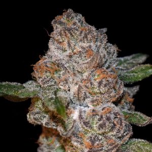 Punch Drunk Air Feminized Elev8 Seeds