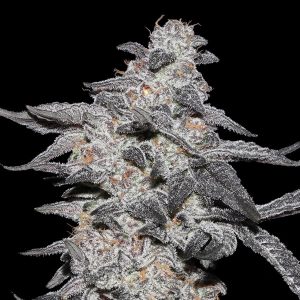 Purple Cherry Popper feminisierte Elev8 Seeds