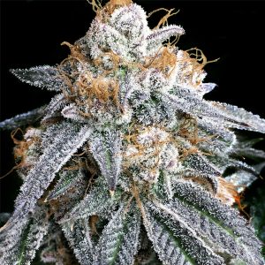 Lila Punch S1 - feminisierte Elev8 Seeds