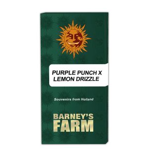 Purple Punch x Zitrone Nieselregen feminisierte Barneys Farm