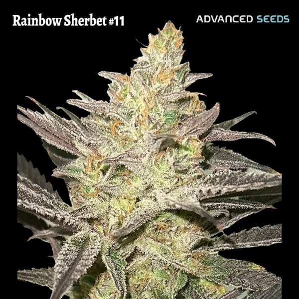 Rainbow-Sherbet-11-1-u-fem-Advanced-Seeds.jpg