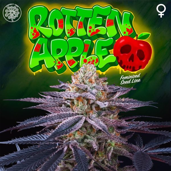 Rotten-apple-6-u-fem-perft-tree.jpg