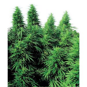 RUDERALIS STUCK REMISE Sensi Seeds