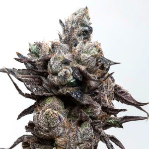 Runtz S1 feminisierte Elev8 Seeds