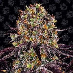 Runtz x Layer Cake feminisierte Barney&#39;s