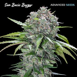 San Bacio Burger Advanced Seeds