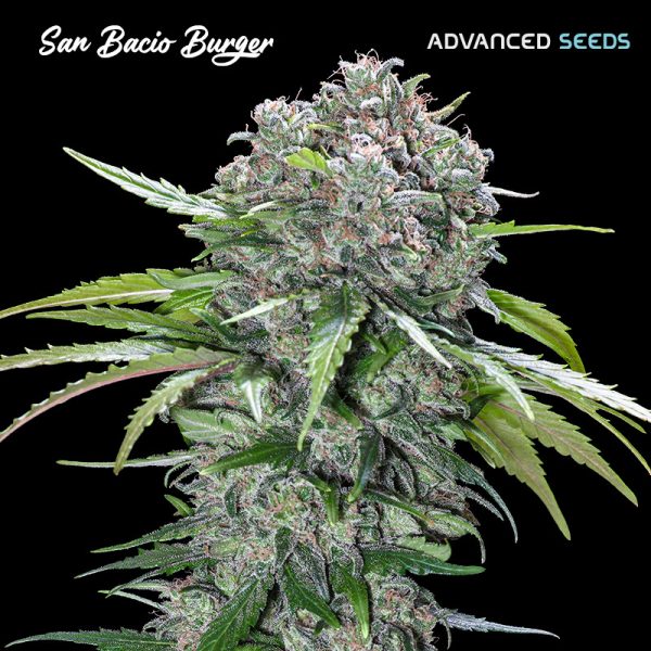 San-Bacio-Burger-1-u-fem-Advanced-Seeds.jpg