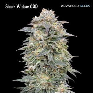 Shark Widow CBD fem. Advanced Seeds
