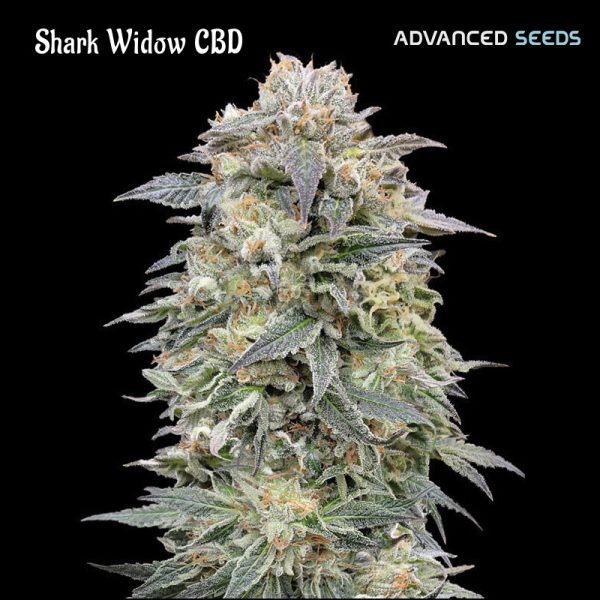 Shark-Widow-CBD-1-u-fem-Advanced-Seeds.jpg