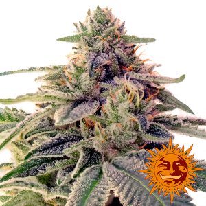 Shiskaberry feminizada Barney's