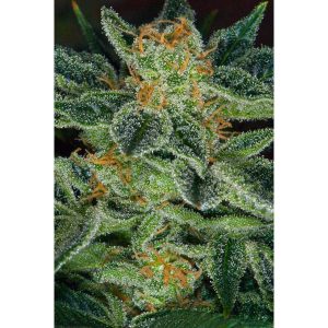 Skunk xxx - 10 u. Reg