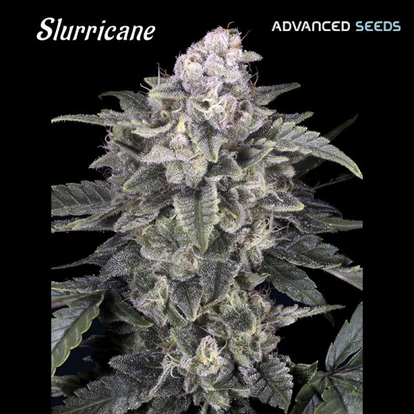 Slurricane-1-u-fem-Advanced-Seeds.jpg