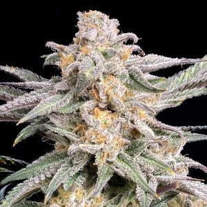 Snoops feminisierter Schlag Elev8 Seeds