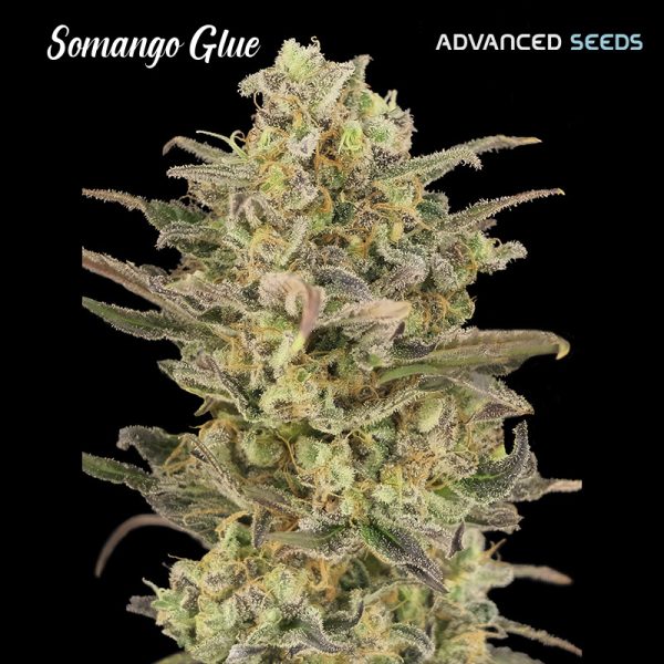 Somango-Glue-1-u-fem-Advanced-Seeds.jpg